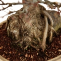 Acer palmatum kashima - maple - 44 cm
