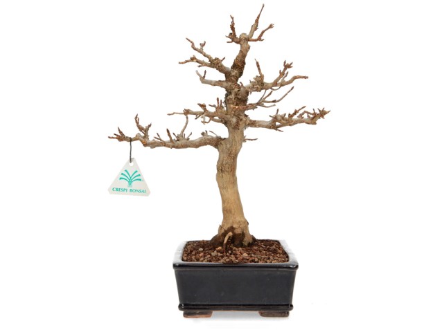 Acer buergerianum - maple - 34 cm 2