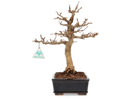 Acer buergerianum - acero - 34 cm