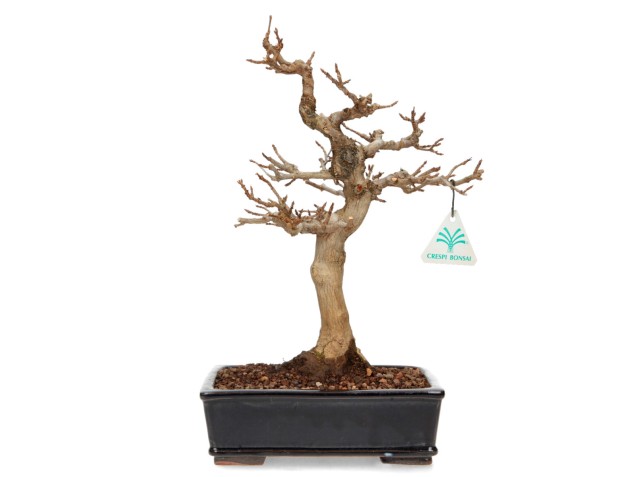 Acer buergerianum - acero - 34 cm