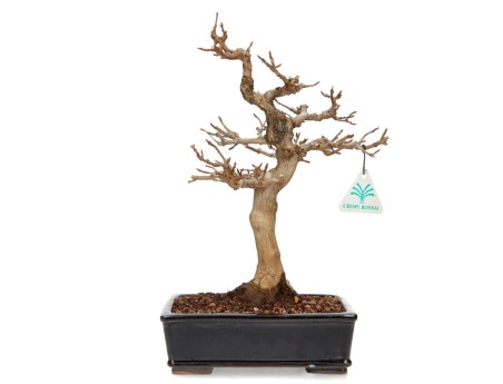 Acer buergerianum - érable - 34 cm