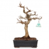 Acer buergerianum - 34 cm