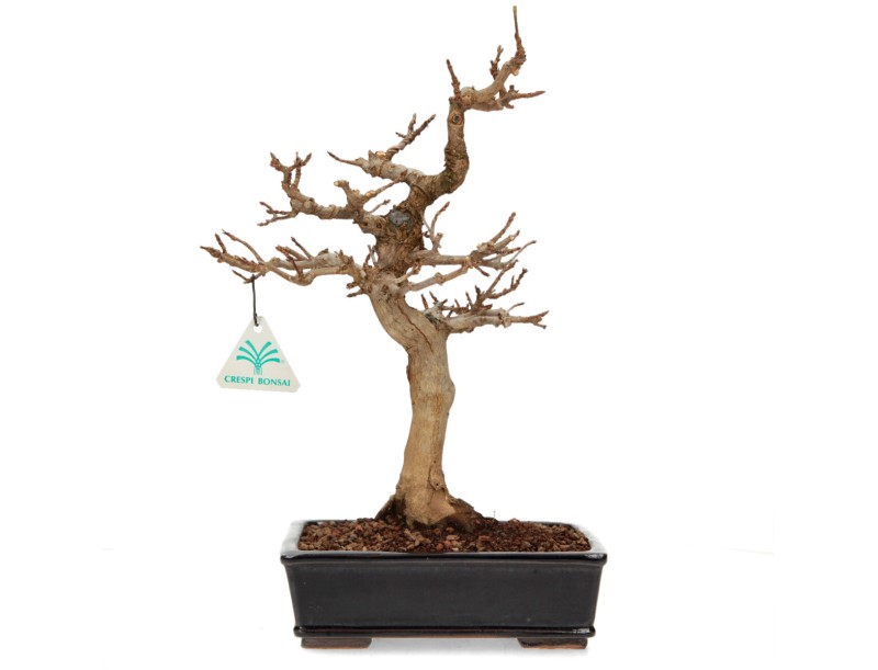 Acer buergerianum - érable - 34 cm