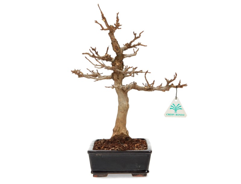 Acer buergerianum - maple - 34 cm