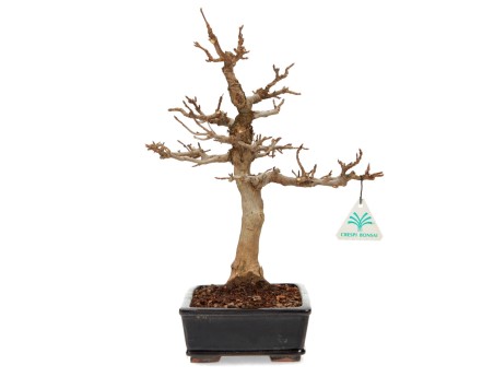 Acer buergerianum - maple - 34 cm