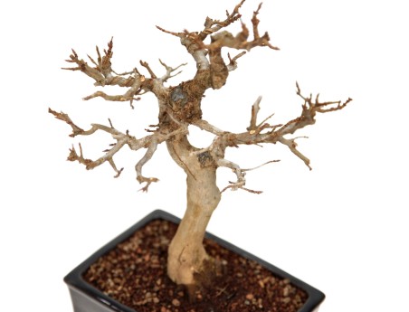 Acer buergerianum - acero - 34 cm