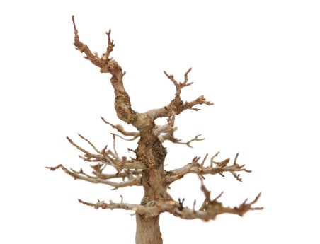 Acer buergerianum - maple - 34 cm