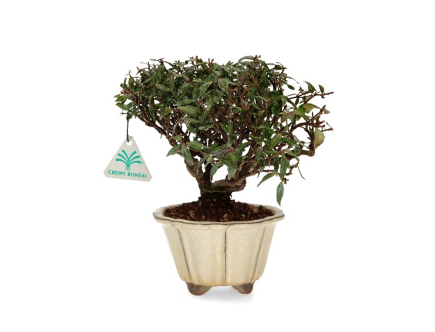 Trachelospermum Asiaticum - Aziatische jasmijn - 23 cm 2