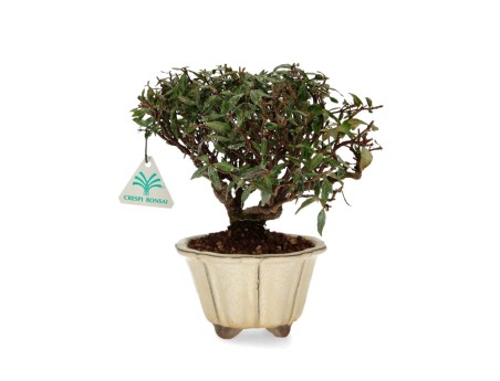 Trachelospermum Asiaticum - Aziatische jasmijn - 23 cm