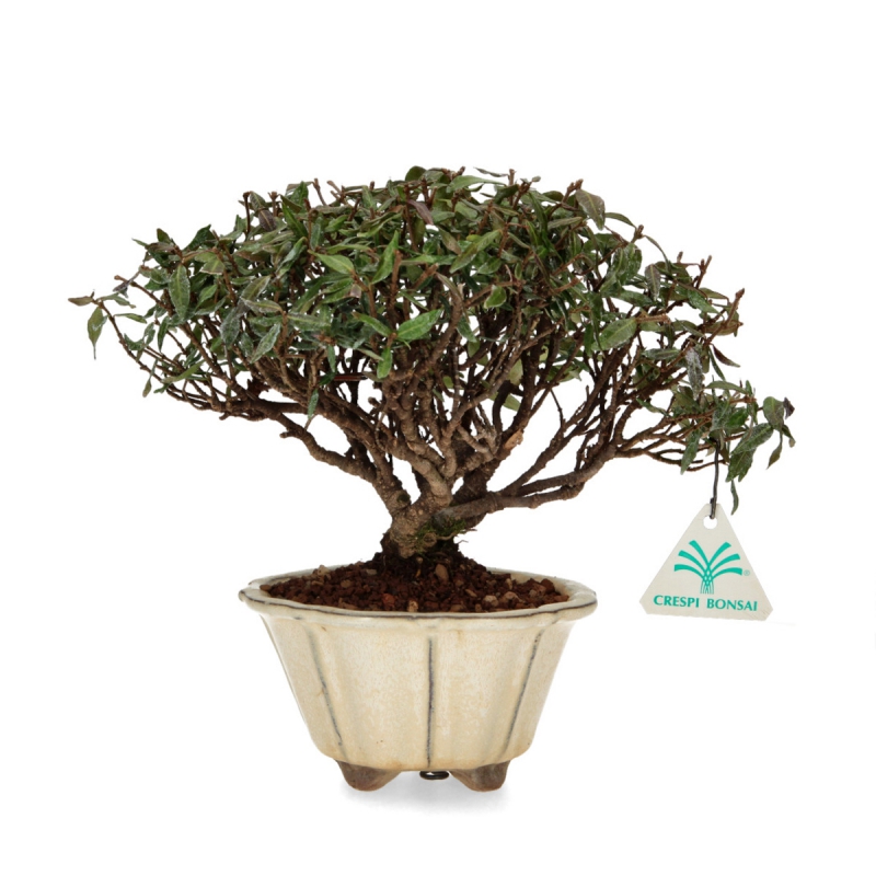Trachelospermum Asiaticum - Gelsomino orientale - 23 cm