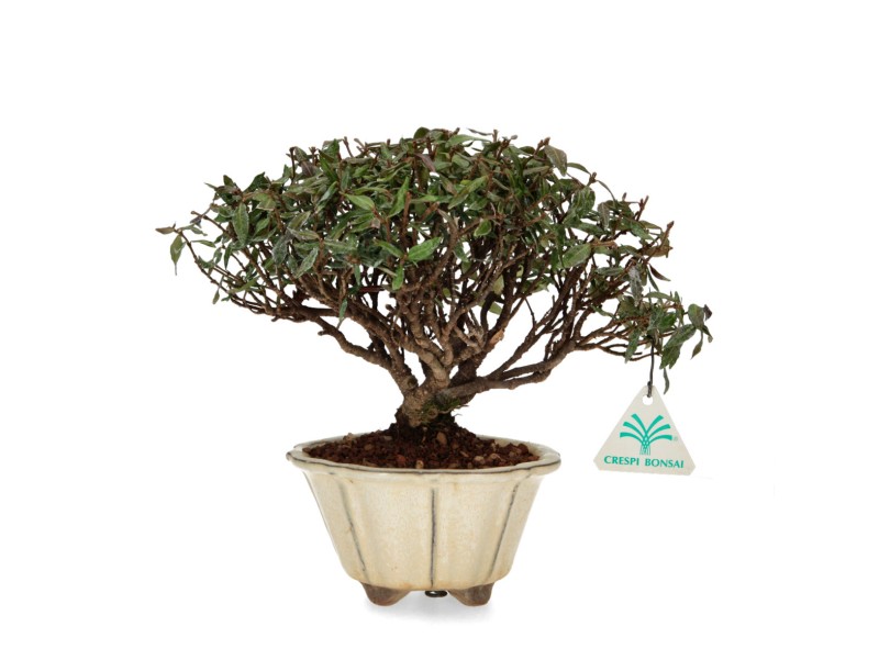 Trachelospermum Asiaticum – Orientalischer Jasmin – 23 cm