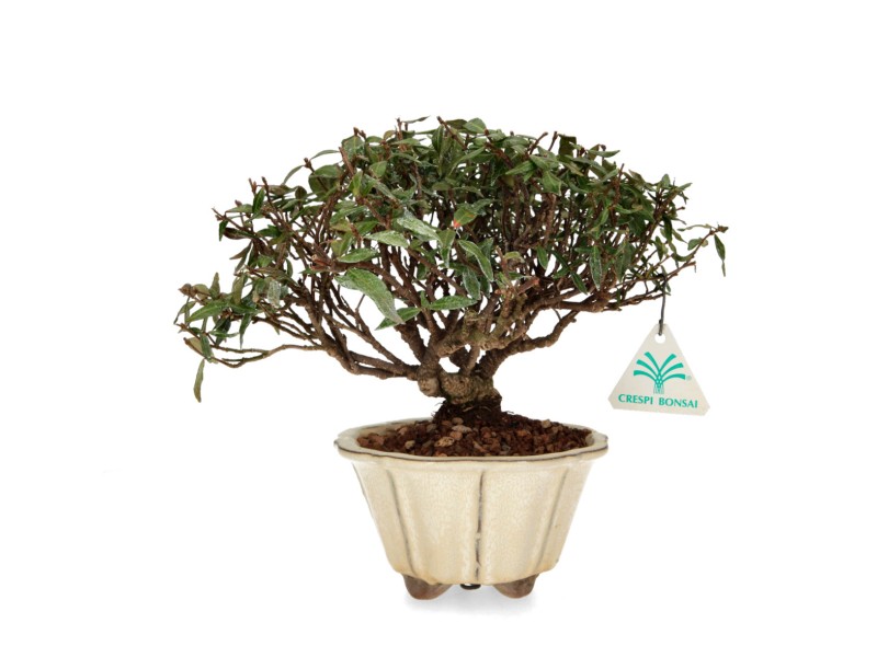 Trachelospermum asiaticum - Jazmín oriental - 23 cm