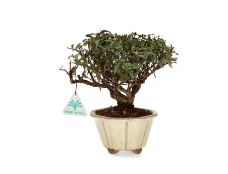 Trachelospermum Asiaticum - Aziatische jasmijn - 23 cm