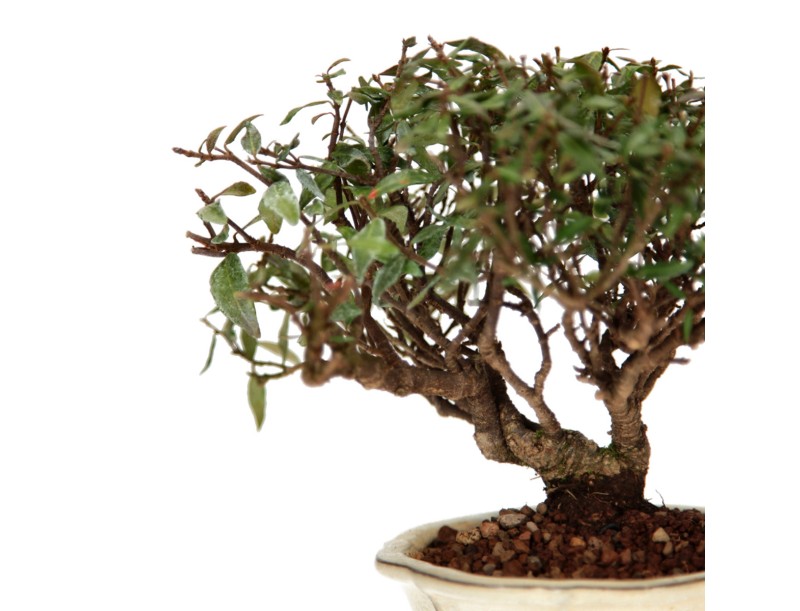 Trachelospermum Asiaticum - Aziatische jasmijn - 23 cm