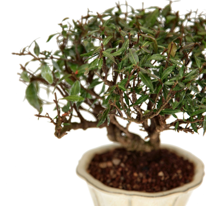 Trachelospermum Asiaticum - Gelsomino orientale - 23 cm