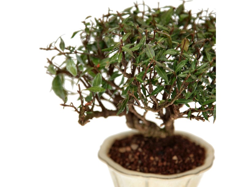 Trachelospermum Asiaticum – Orientalischer Jasmin – 23 cm