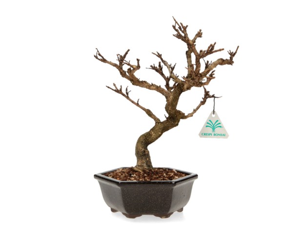 Adina Pilulifera - 28 cm 2