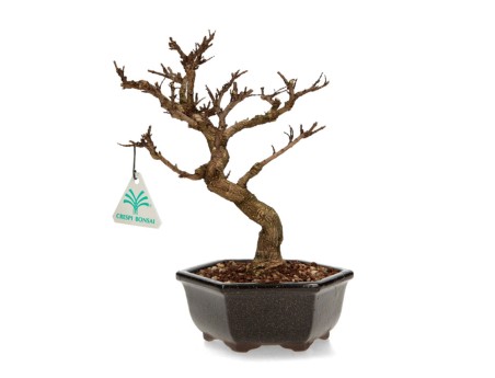 Adina Pilulifera - 28 cm