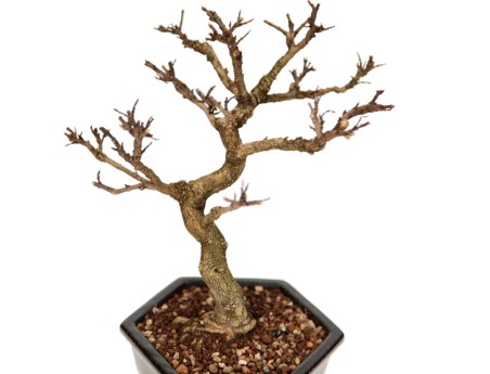 Adina Pilulifera - 28 cm