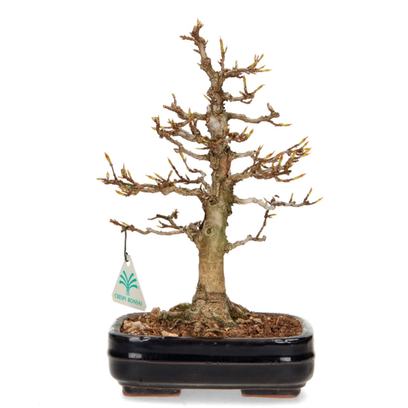 Acer buergerianum - Maple - 29 cm