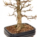 Acer buergerianum - Maple - 29 cm