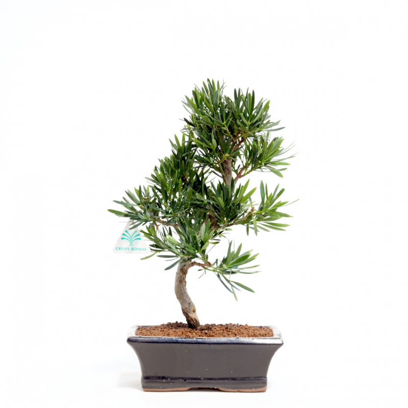 Podocarpus macrophylla - 36 cm