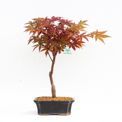 Acer palmatum nomura - Ahorn - 32 cm