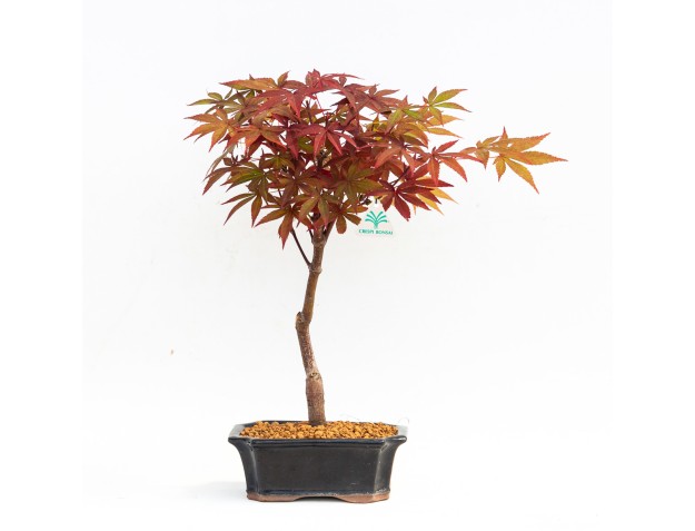 Acer palmatum nomura - Arce - 32 cm