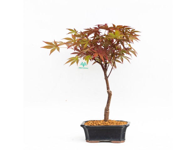 Acer palmatum nomura - érable - 32 cm 2