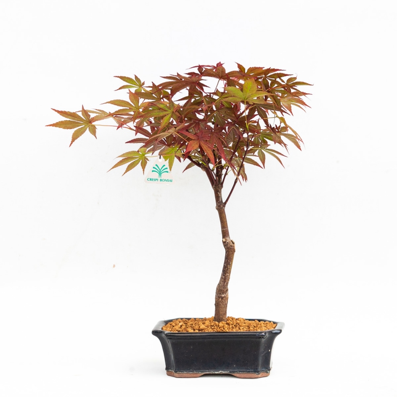 Acer palmatum nomura - Ahorn - 32 cm