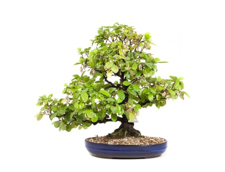 Rhaphiolepis indica - 63 cm