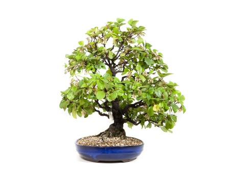 Rhaphiolepis indica - 63 cm