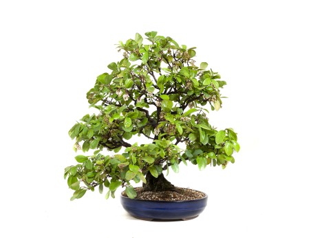 Rhaphiolepis indica - 63 cm