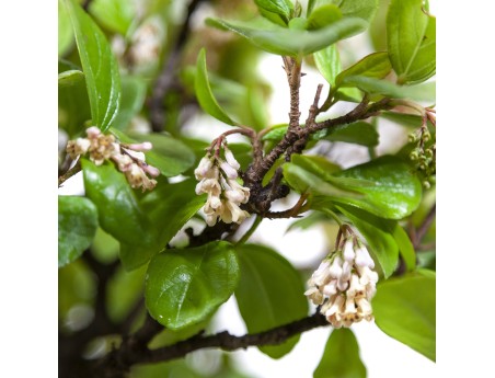 Rhaphiolepis indica - 63 cm