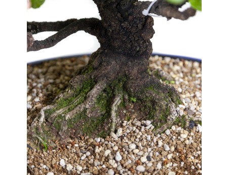 Rhaphiolepis indica - 63 cm