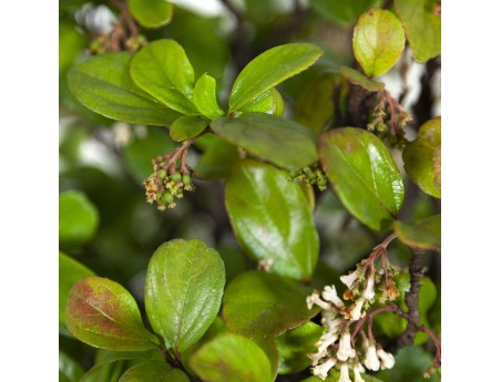 Rhaphiolepis indica - 63 cm