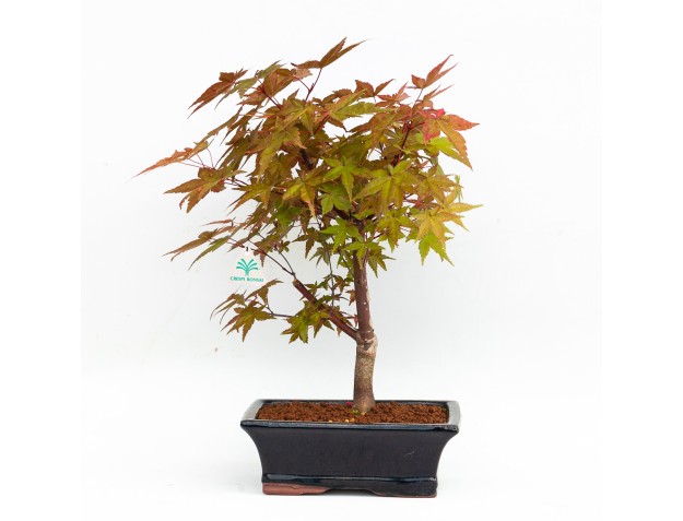 Acer palmatum deshojo - 34 cm