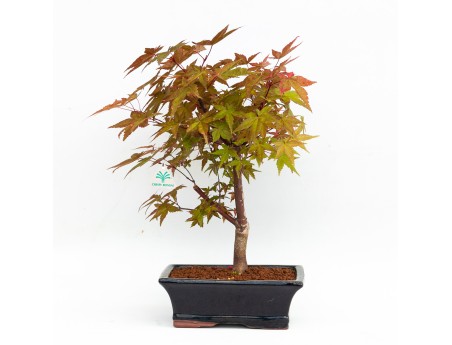 Acer palmatum deshojo - érable - 34 cm