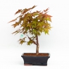 Acer palmatum deshojo - 34 cm
