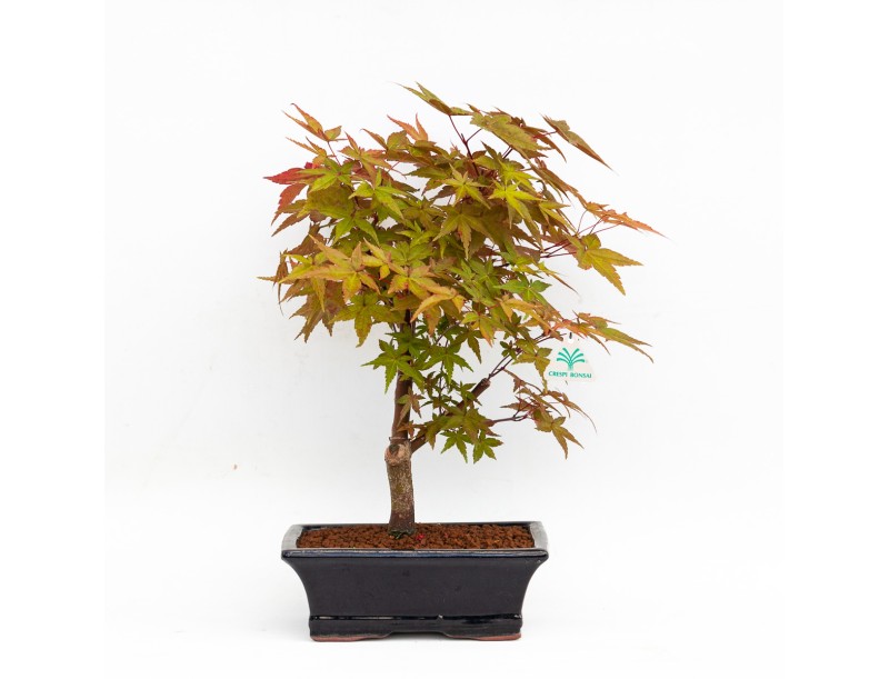 Acer palmatum deshojo - maple - 34 cm