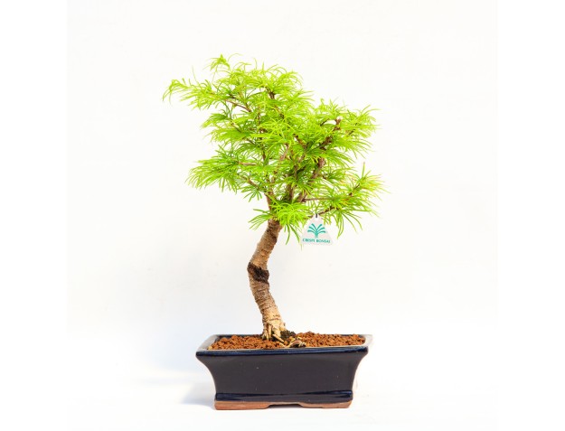 Pseudolarix - Mélèze - 45 cm 2