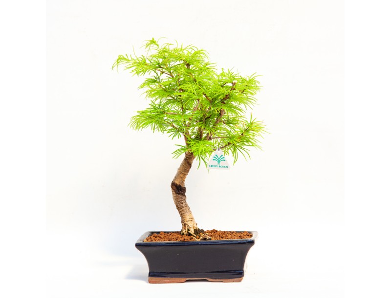 Pseudolarix - Mélèze - 45 cm