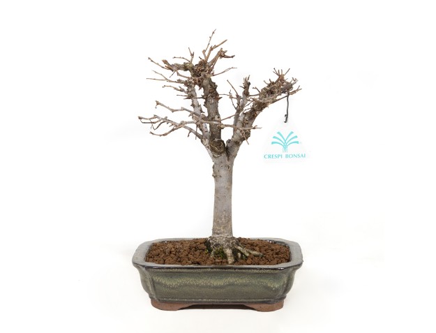 Zelkova serrata - Orme - 24,5 cm 2