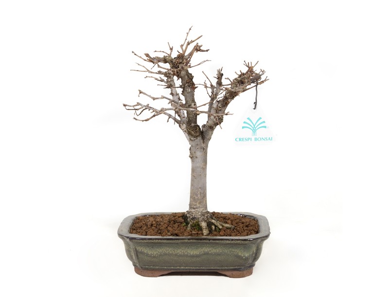 Zelkova serrata - Elm - 24,5 cm