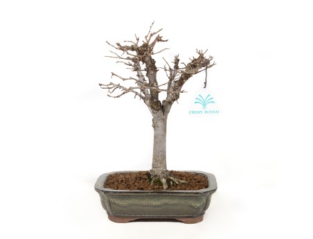 Zelkova serrata - Orme - 24,5 cm
