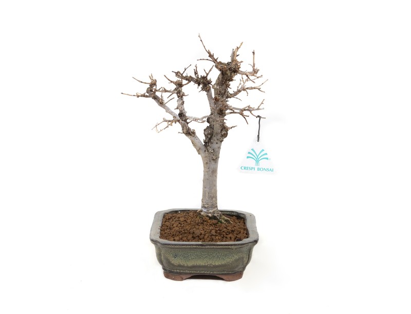 Zelkova serrata - Orme - 24,5 cm