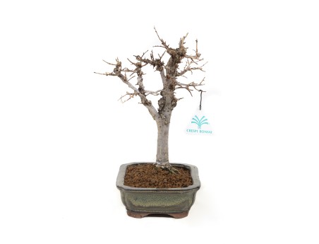 Zelkova serrata - Elm - 24,5 cm