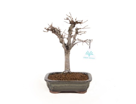 Zelkova serrata - Olmo - 24,5 cm