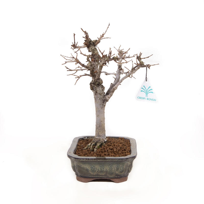 Zelkova serrata - Orme - 24,5 cm