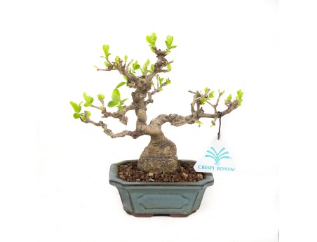 Ligustrum obtusifolium - Privet - 17 cm